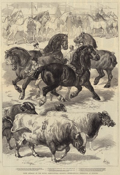 Preisgekrönte Tiere auf der internationalen Ausstellung der Royal Agricultural Society in Kilburn von Samuel John Carter